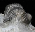 Bug-Eyed Coltraneia Trilobite - Great Eye Facets #40126-3